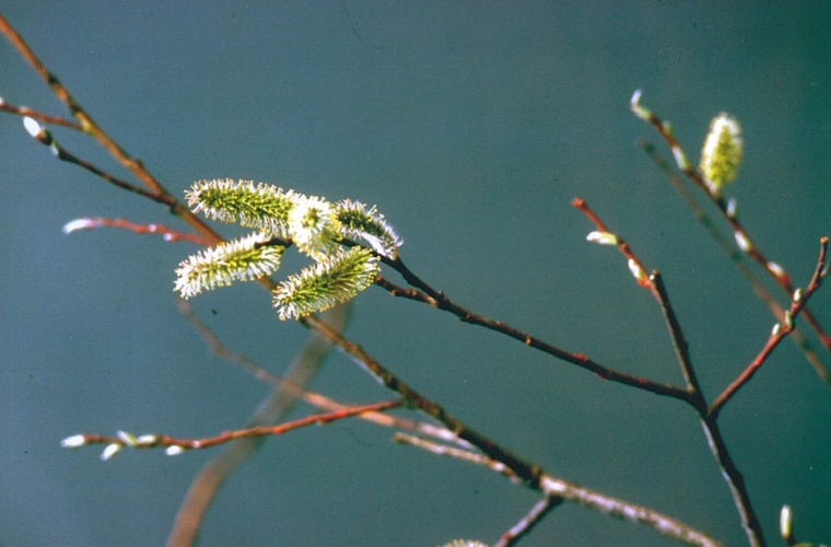 Doux printemps